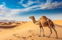 Morning Red Dunes Desert Safari Camel Ride and Sand Surf Tour