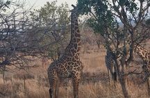 3-Days Mikumi Safari adventure from Zanzibar 