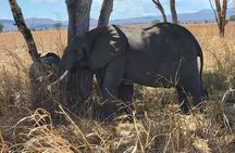 3-Days Mikumi Safari adventure from Zanzibar 