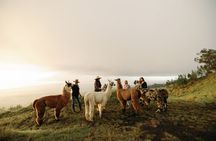 Llama Sunset Hike