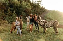 Llama Sunset Hike