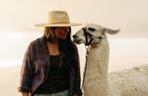 Llama Sunset Hike