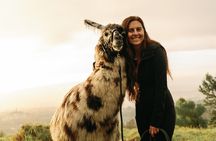 Llama Sunset Hike