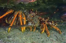 Goat Island Experience Advanced Snorkel Tour