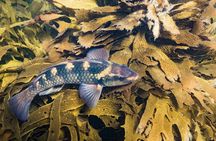 Goat Island Experience Advanced Snorkel Tour