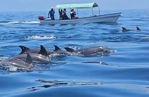 Mnemba Island Snorkeling with Dolphin Private Tour 