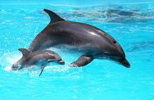 Dolphin House Luxury Snorkeling Sea Trip & With Lunch - Hurghada