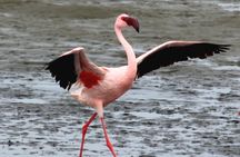 Sandwich Harbour 6 hour Adventure