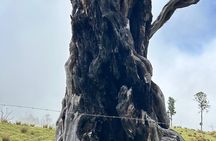 Unique Hiking around an active Turrialba Volcano /Selfdrive tour