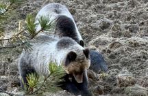 Yellowstone's Lamar Valley and Sound Bath Retreat 