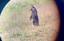 Yellowstone's Lamar Valley and Sound Bath Retreat 