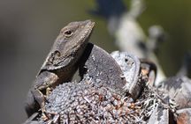 Sydney: Royal National Park Day Trip with Hike Picnic and Swim