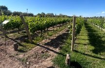 Flavors of Mendocinos