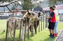 Sheep World Country Tour from Auckland