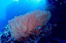 Hurghada Diving for Certified Diver with Lunch Drinks Transfer