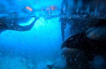 Dubrovnik Cavtat Blue Cave and Elaphiti with Food and Drinks