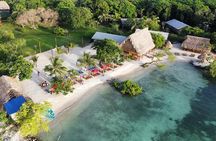 KidFriendly Monkey Sloth Iguana Farm BeachBreak chocolate sample