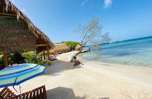 KidFriendly Monkey Sloth Iguana Farm BeachBreak chocolate sample