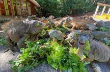  Roatan two stop park Sloth Monkey Iguana farm chocolate sample 