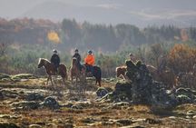 Private Icelandic Horseback Ride: Matched to Skill Level