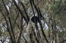 Kilimanjaro hiking day trip marangu route