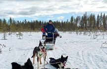 Rovaniemi Husky Safari - Self Drive Adventure + BBQ