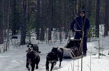 Rovaniemi Husky Safari - Self Drive Adventure + BBQ