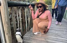 Half Day Adventure Penguin Encounter at Boulders Beach