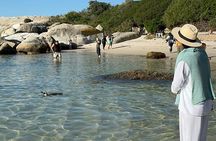 Half Day Adventure Penguin Encounter at Boulders Beach
