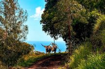 Afternoon Mountain Vista Horseback Trail Ride on Oahu