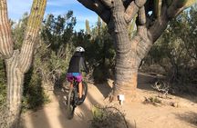 Guided Cactus Forest Mountain Bike Experience in La Ventana