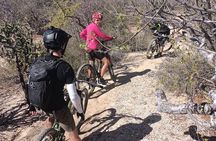 Guided Cactus Forest Mountain Bike Experience in La Ventana
