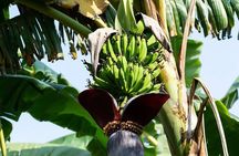 City Tour Beyond the Resort Lifestyle - Chocolate & Cigar Tour