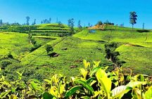 Tea Country Day Tour from Kandy - Nuwara Eliya 
