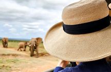 Full Day Guided Safari in Addo Elephant National Park
