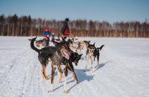 Trail of Tails Step into the Mushing Life in 5KM Husky Safari