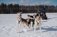 Trail of Tails Step into the Mushing Life in 5KM Husky Safari
