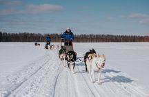Trail of Tails Step into the Mushing Life in 5KM Husky Safari