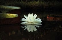 Private Rio Tour: Botanical Garden and Tijuca National Park