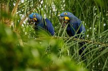 Private Rio Tour: Botanical Garden and Tijuca National Park
