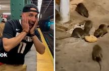 Late Night Rat Tours