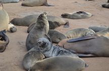 Cape Cross Seal Colony and Skeleton Coast Namibia Guided Tour