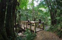 El Yunque Beach Jetski + Rainforest Hike Adventure Tour
