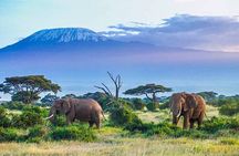 Private Day Tour Amboseli National Park View Mt. Kilimanjaro 4WD