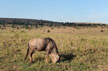 Explore Nairobi National Park with Transportation