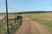 Explore Nairobi National Park with Transportation