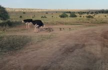 Explore Nairobi National Park with Transportation