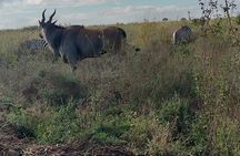 Explore Nairobi National Park with Transportation
