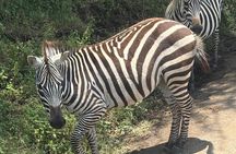 Explore Nairobi National Park with Transportation