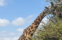 Explore Nairobi National Park with Transportation